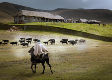 Ecuador-Highlands Riding Tours-Highlands Cattle & Horse Round Up in Ecuador